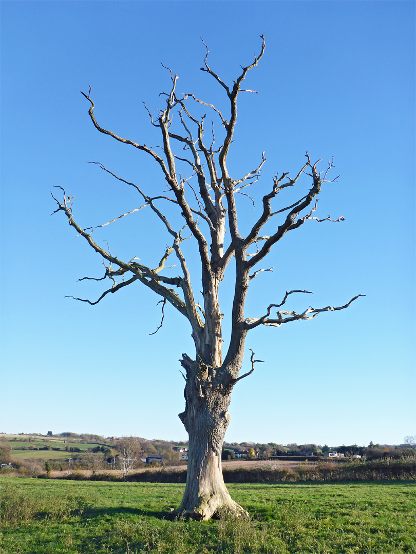 Dead tree