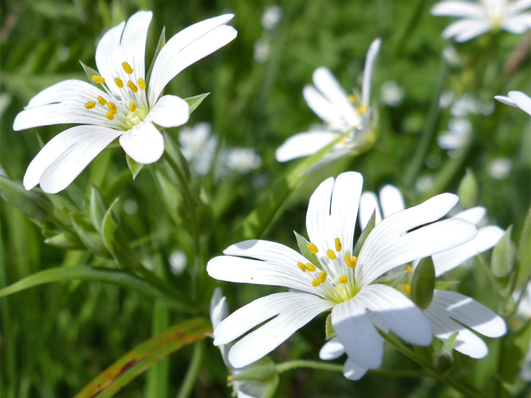 White flowers with notched petals