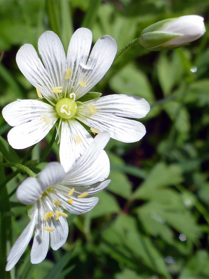 Greater stitchwort