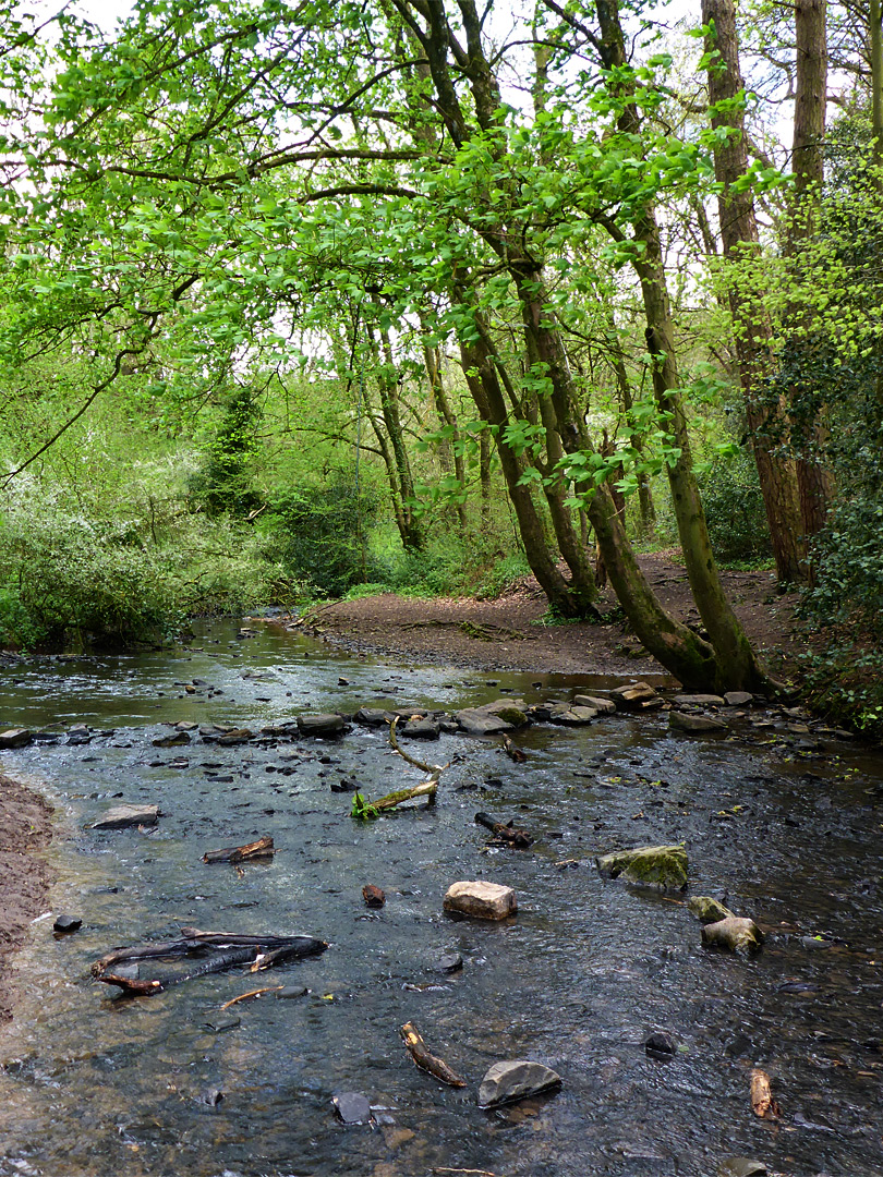 Trees beside the stream