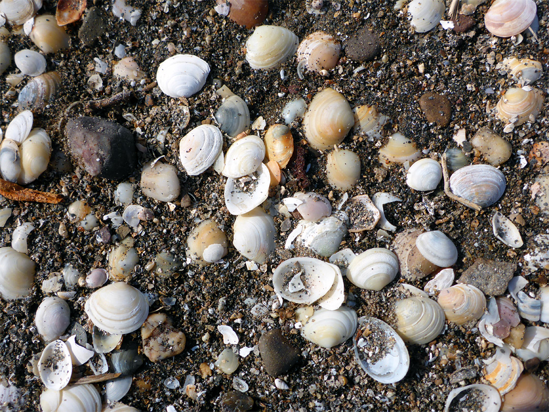 Seashells