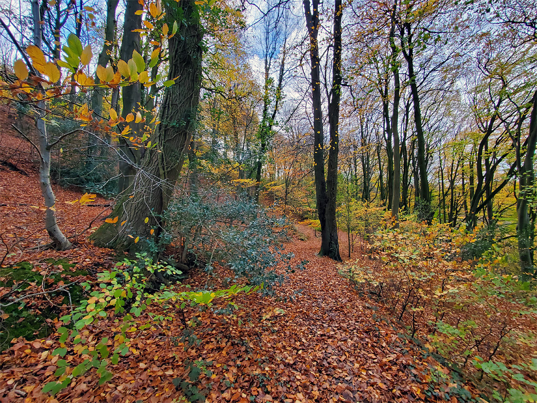 Colours of autumn