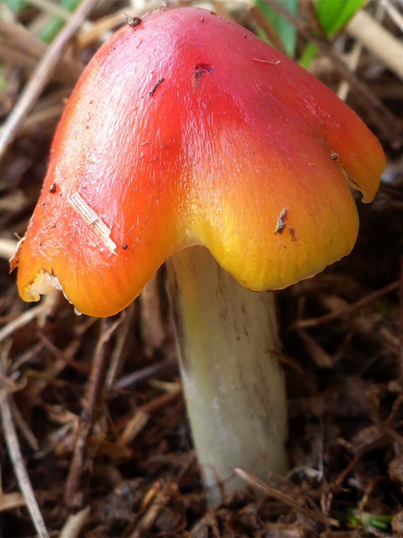 Blackening waxcap