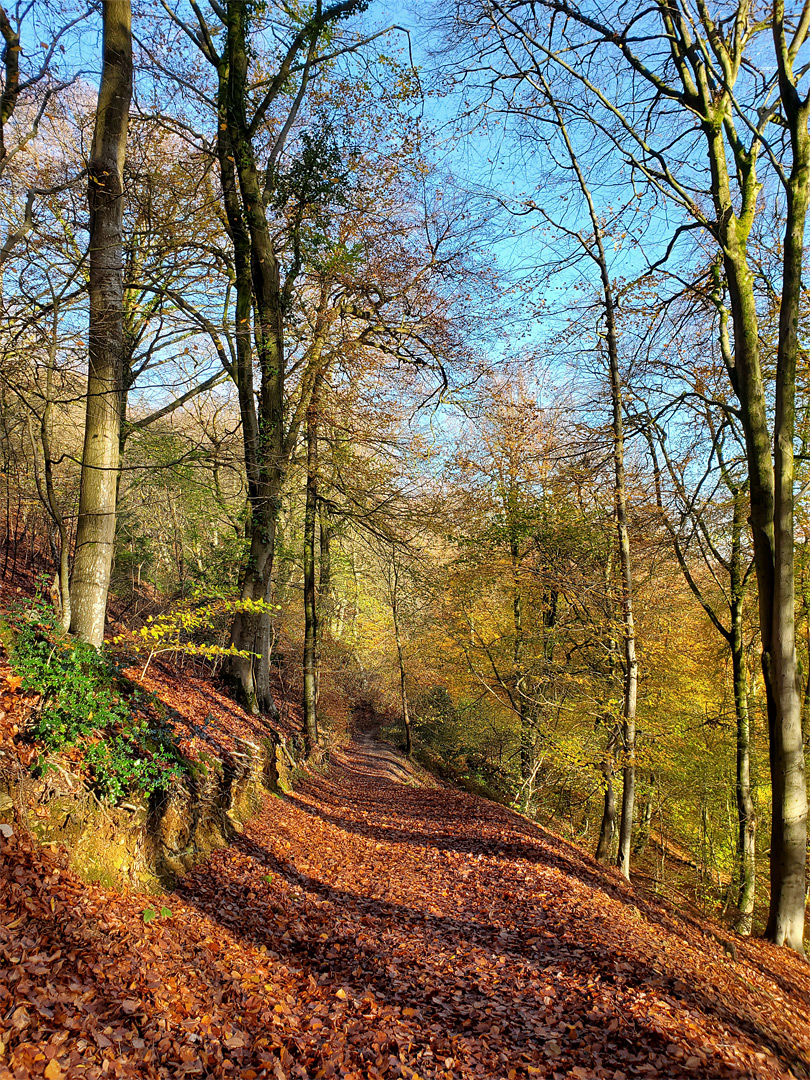 Autumnal path