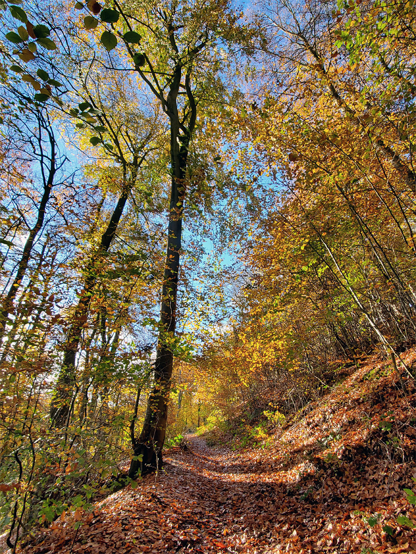 Leaves on a path