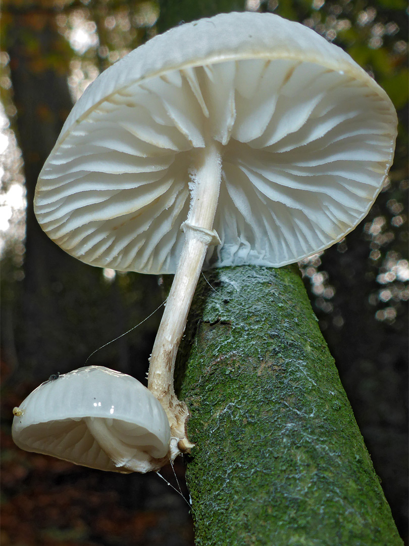 Porcelain fungus