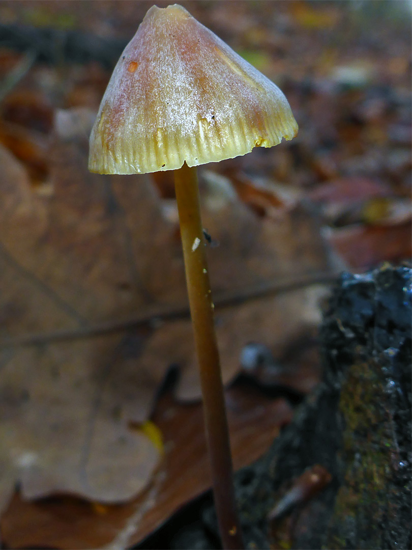 Saffrondrop bonnet