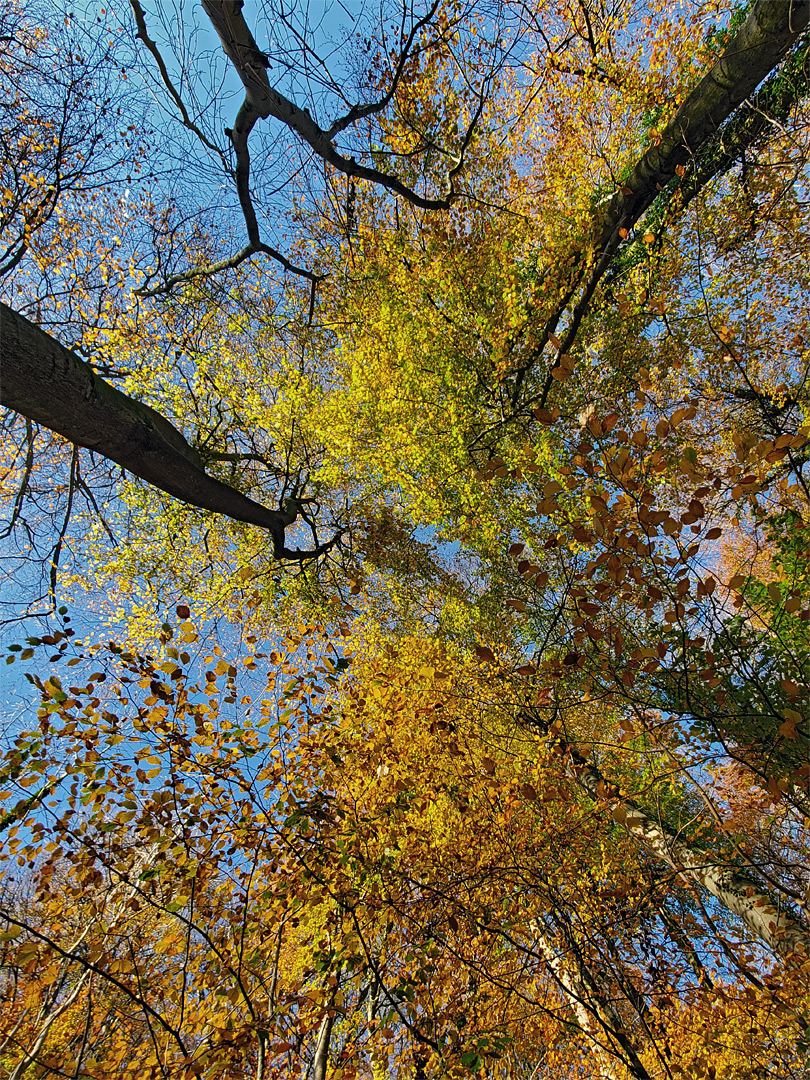 Leaf canopy