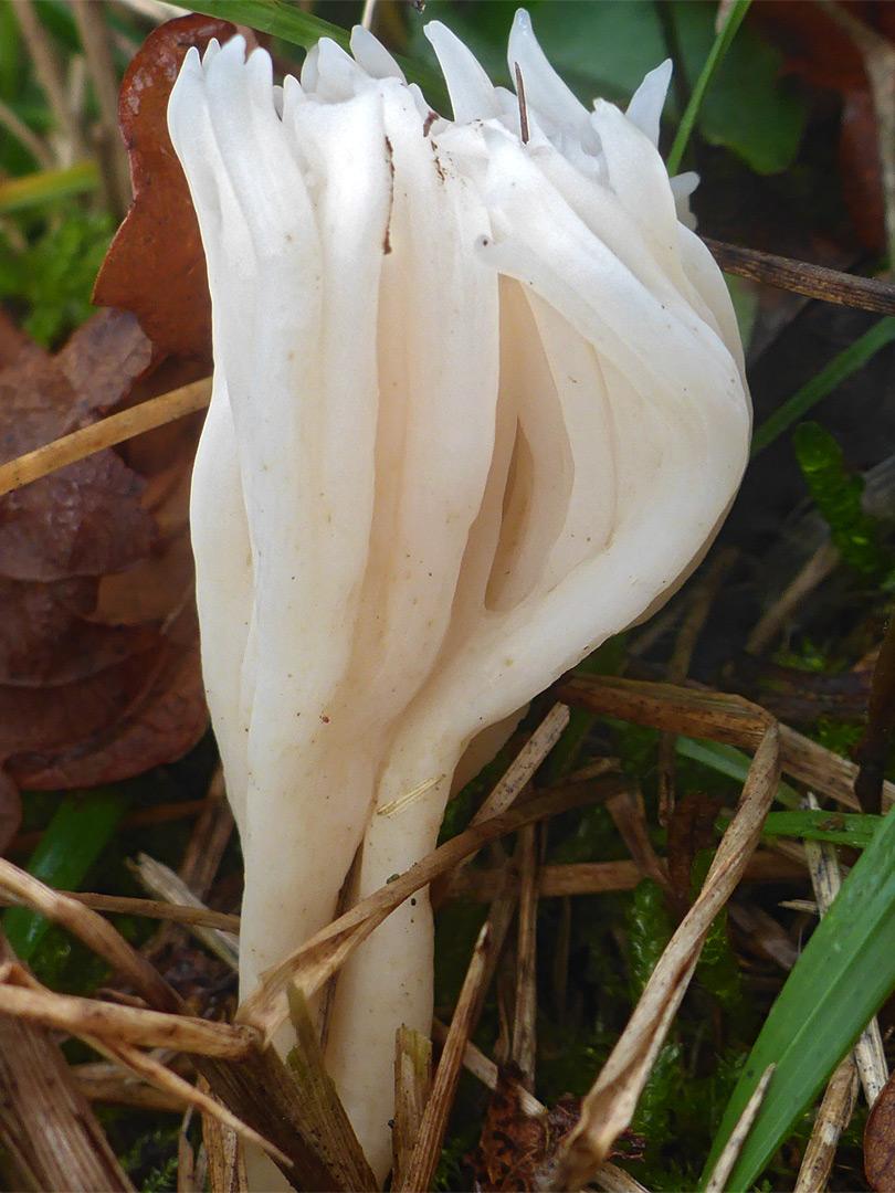 Wrinkled club fungus