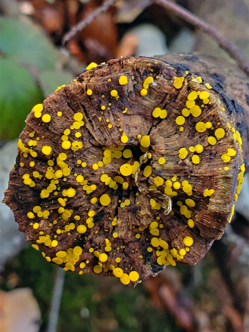 Yellow disco on a log