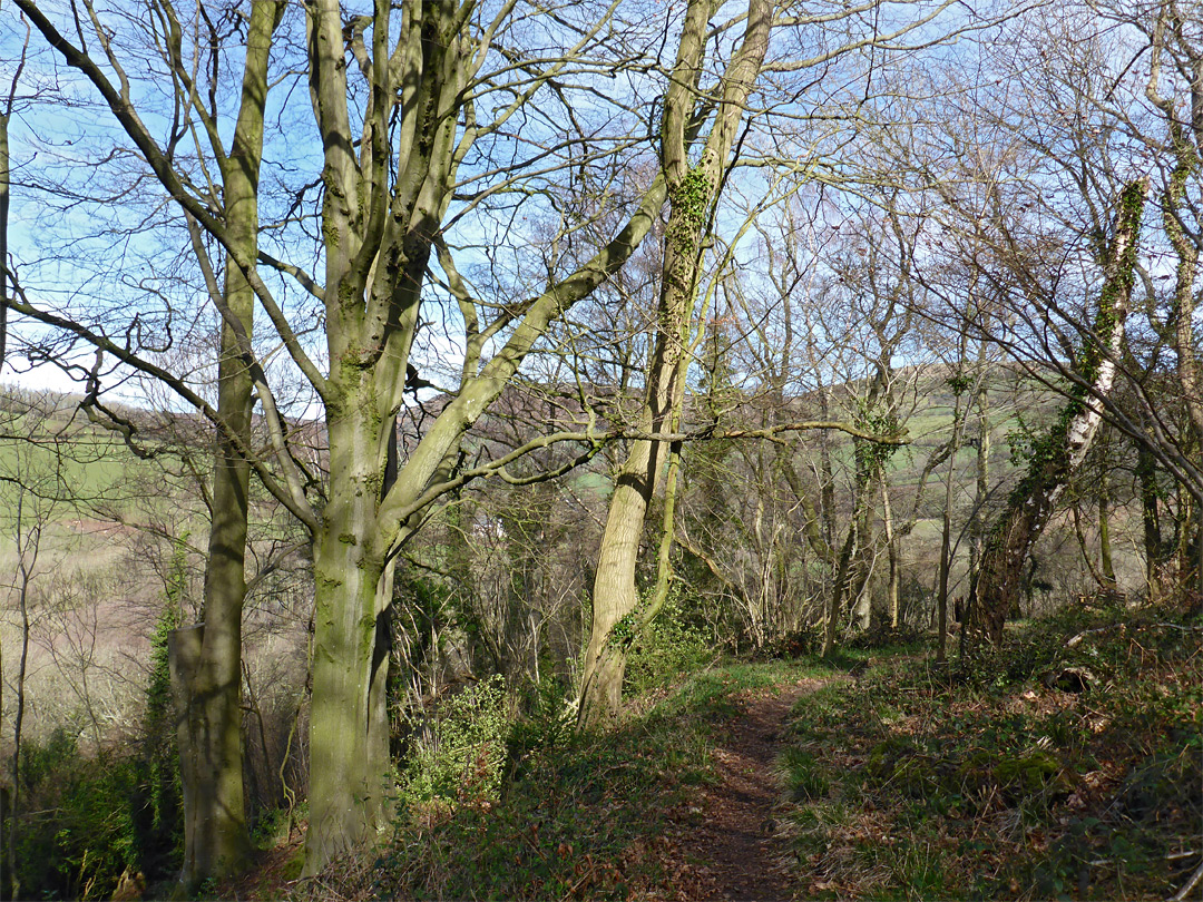 Woodland path