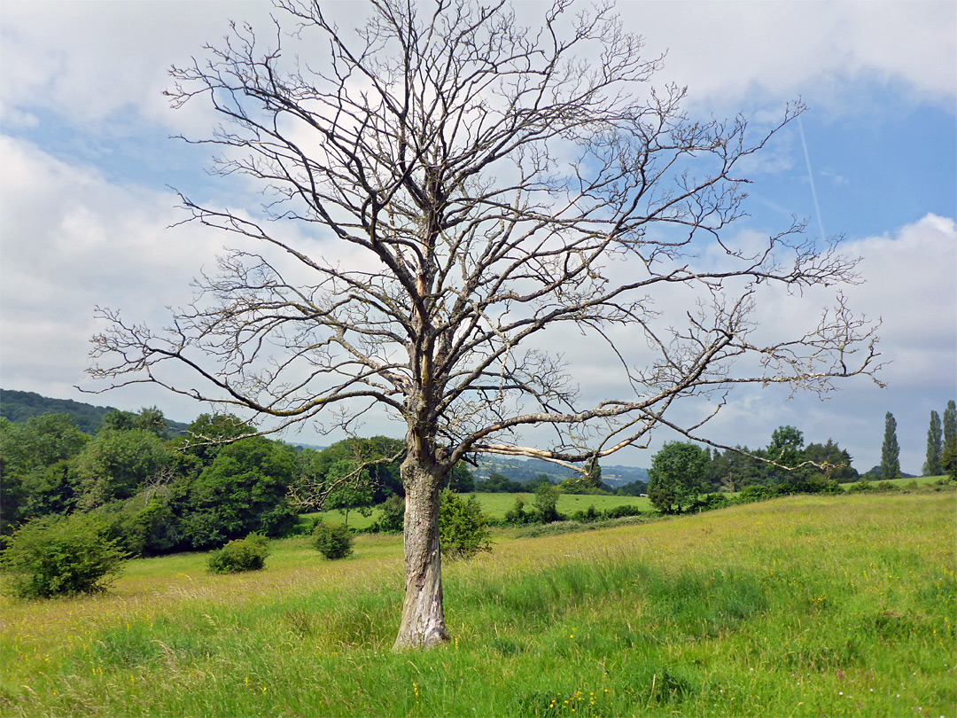 Leafless tree