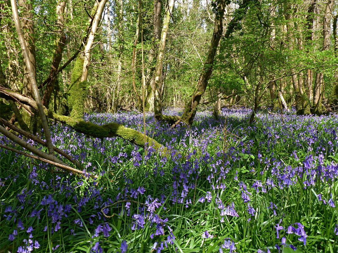 Dense patch of bluebells