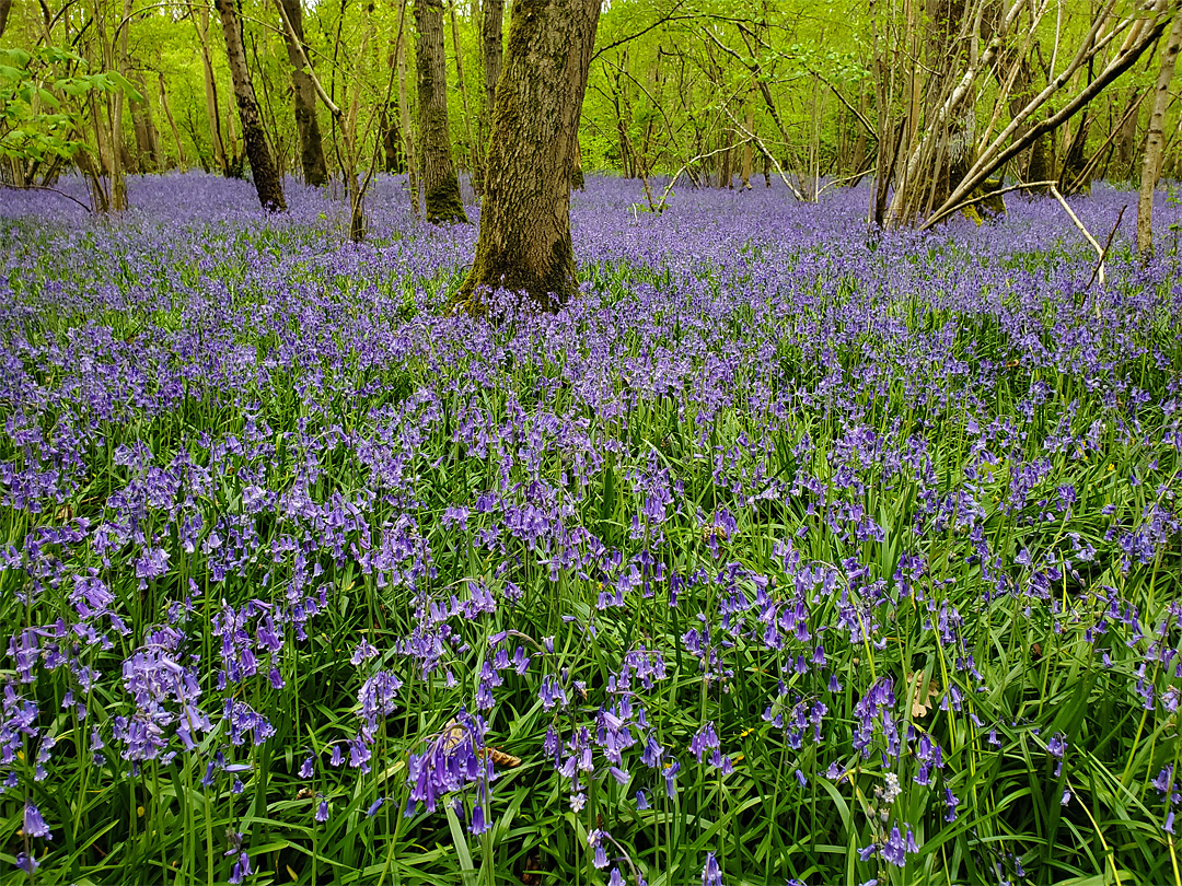 Field of bluebells