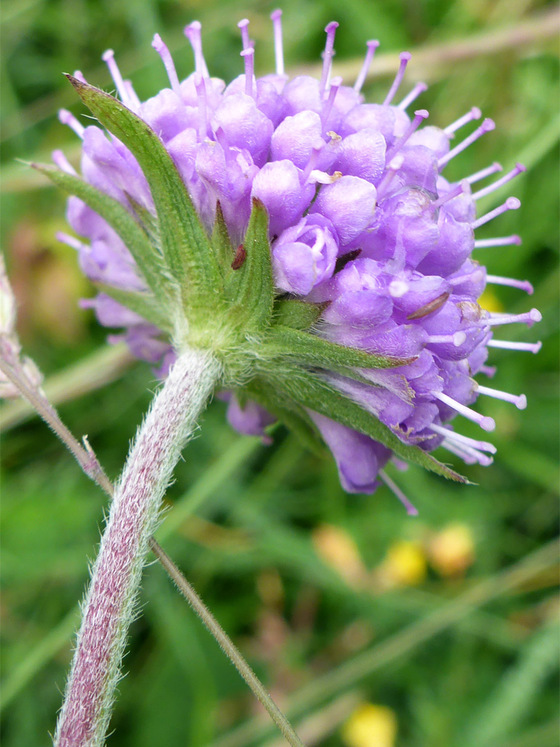 Protruding green bracts