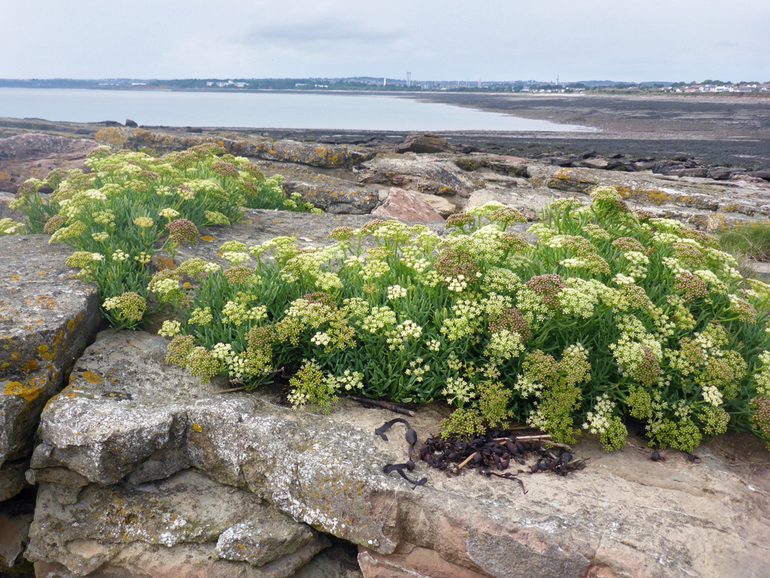 Clustered plants