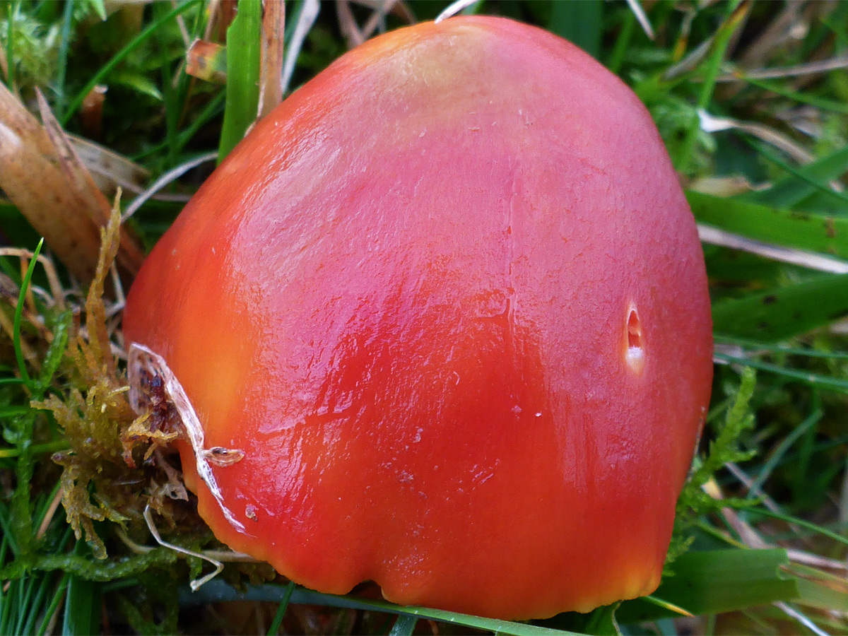 Blackening waxcap