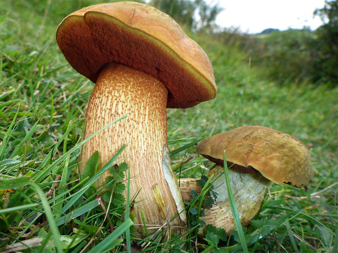 Lurid bolete