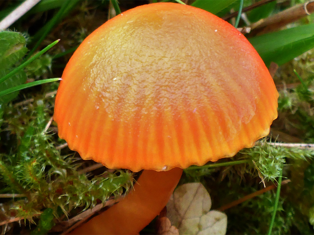 Scarlet waxcap