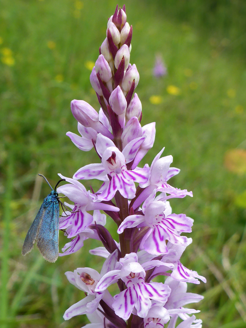 Orchid and moth