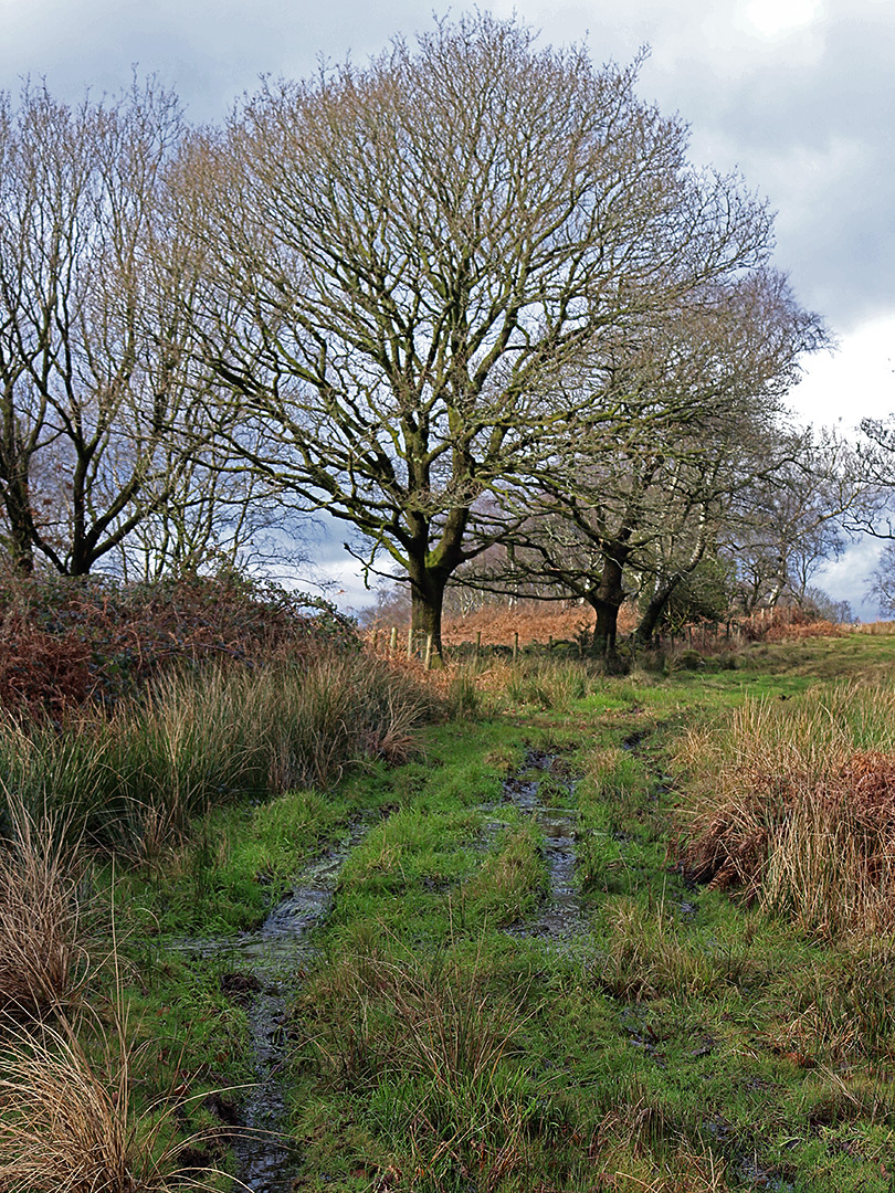 Tree on the plateau