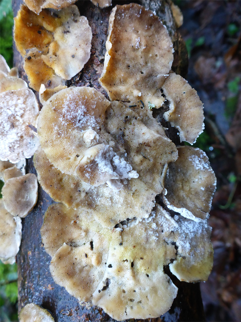 Ochre bracket fungus