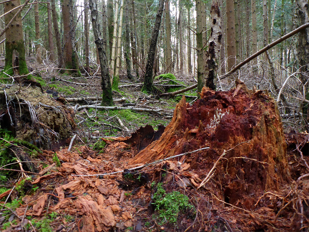 Red stump