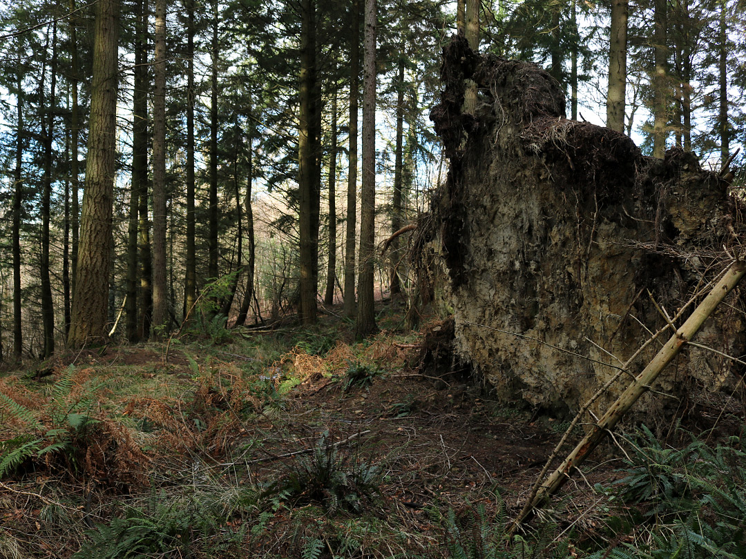 Fallen tree