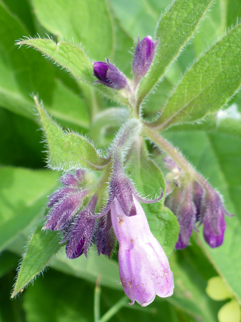 Russian comfrey