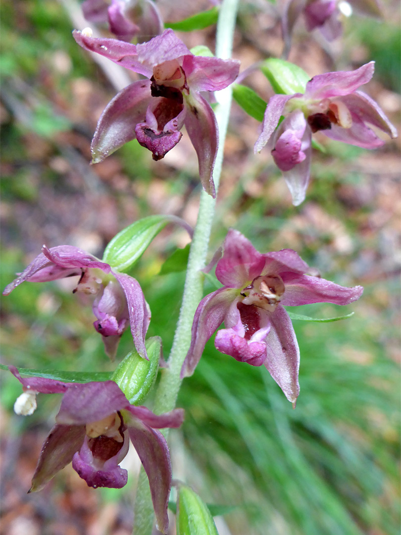 Broad-leaved helleborine