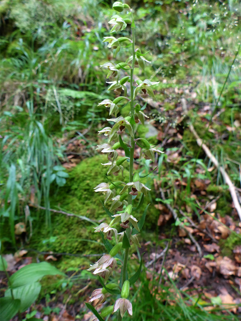 Helleborine flowers