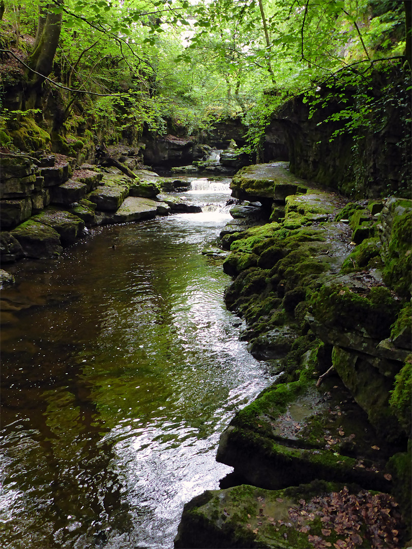 Mossy ledges