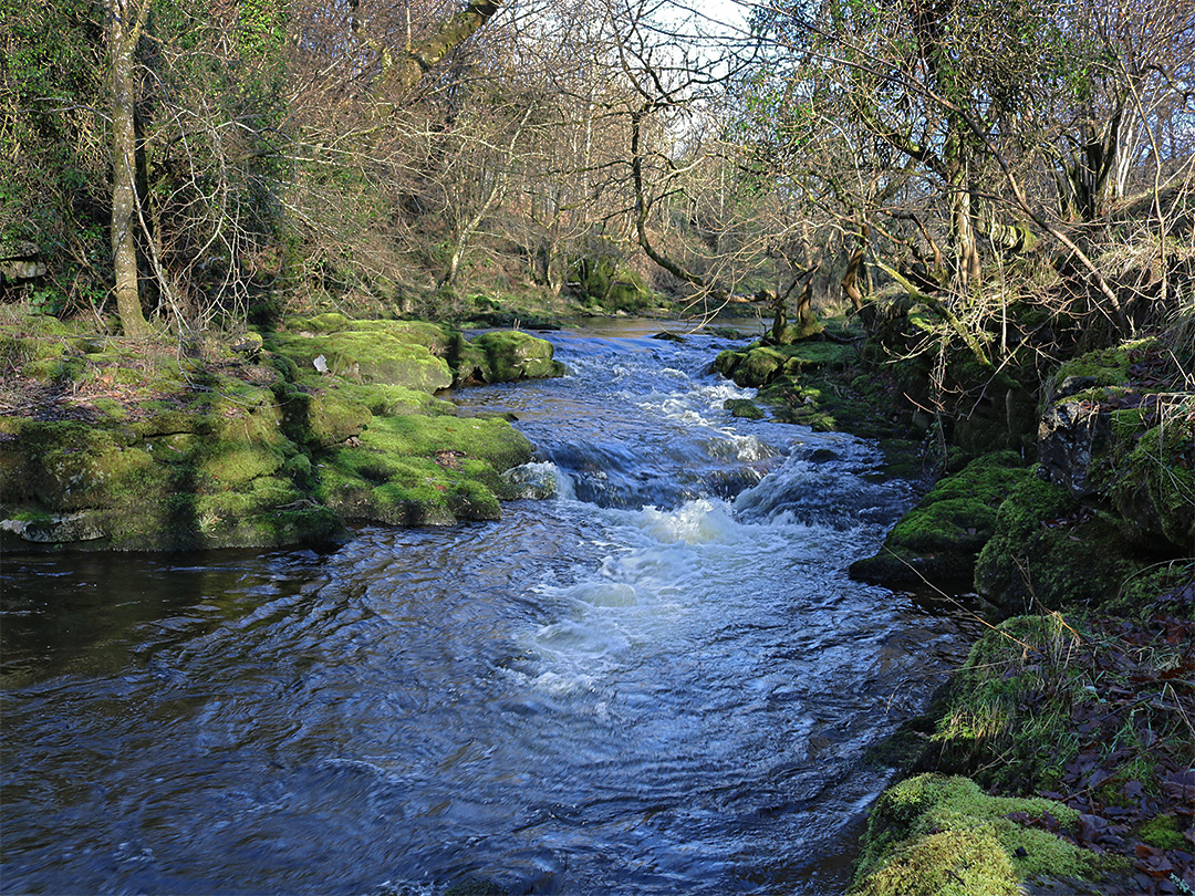 Overgrown riverbanks