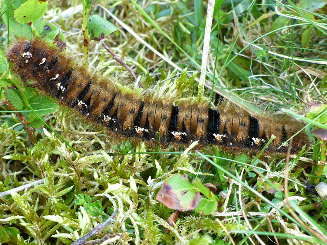 Oak eggar