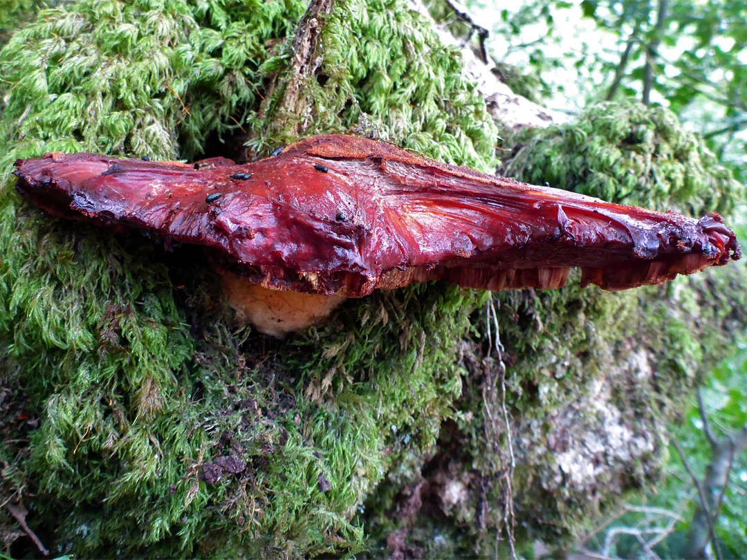 Beefsteak polypore