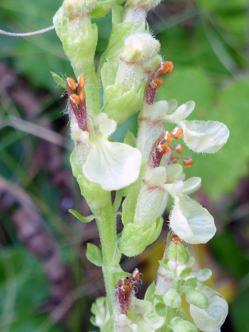 Exserted stamens