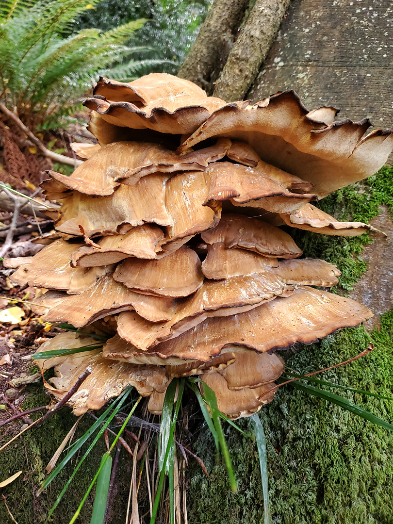 Giant polypore