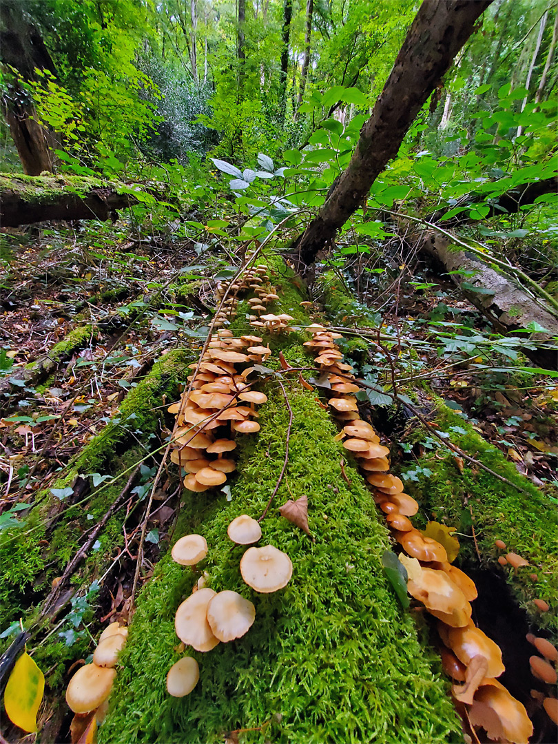 Mushrooms on a log