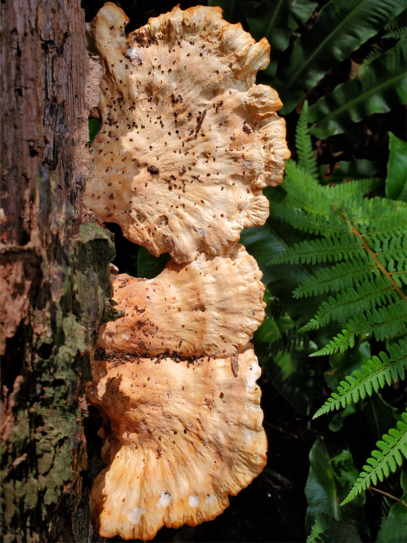 Polypore