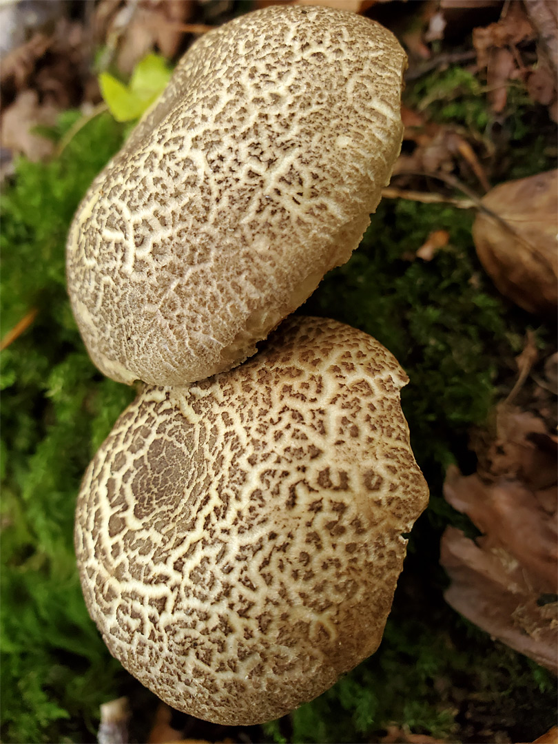 Red cracking bolete