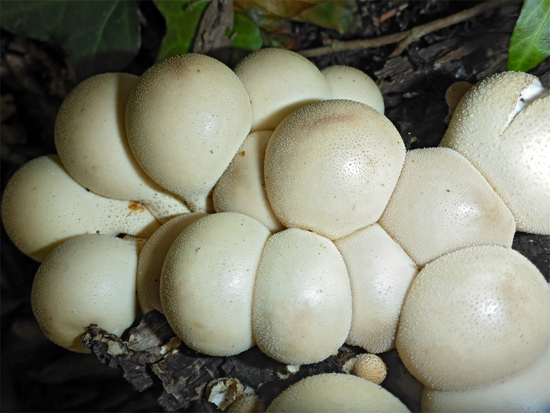 Stump puffball