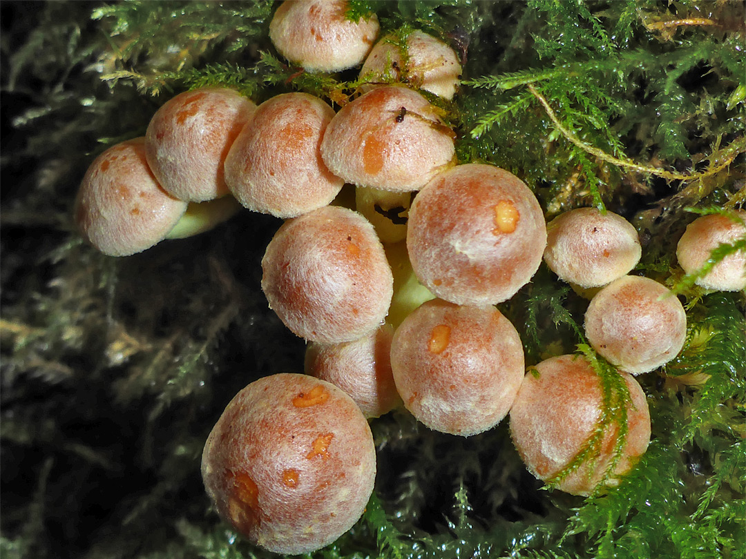 Sulphur tuft