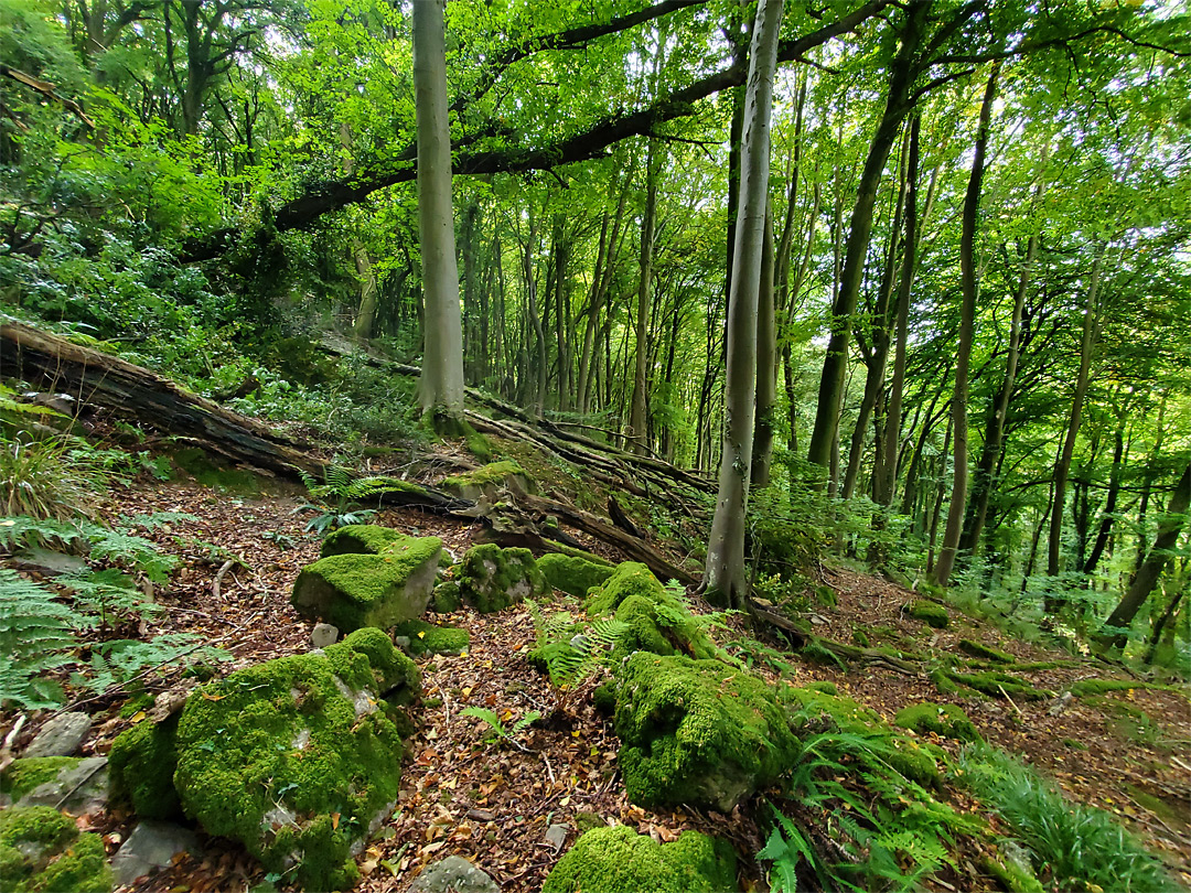 Mossy rocks