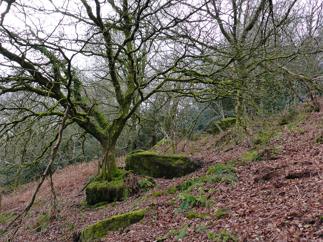 Trees and stones