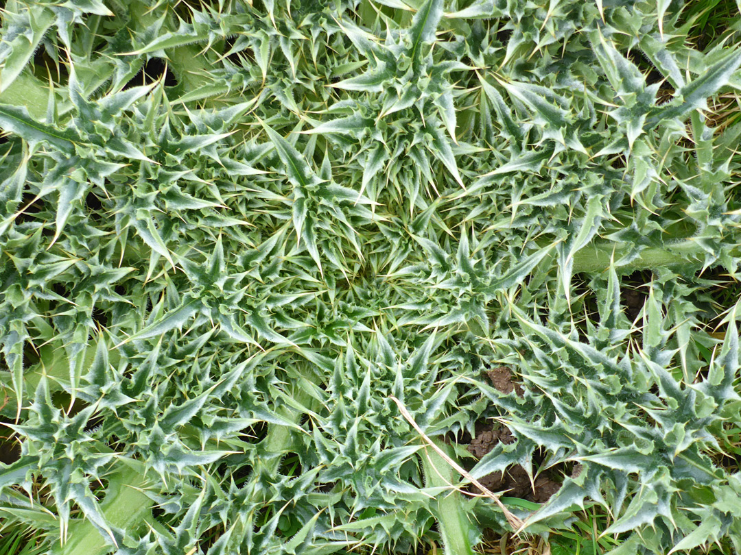 Thistle leaves