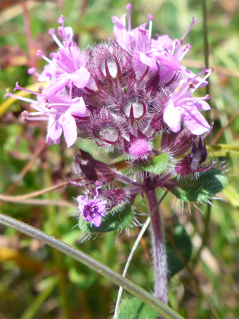 Hairy bracts