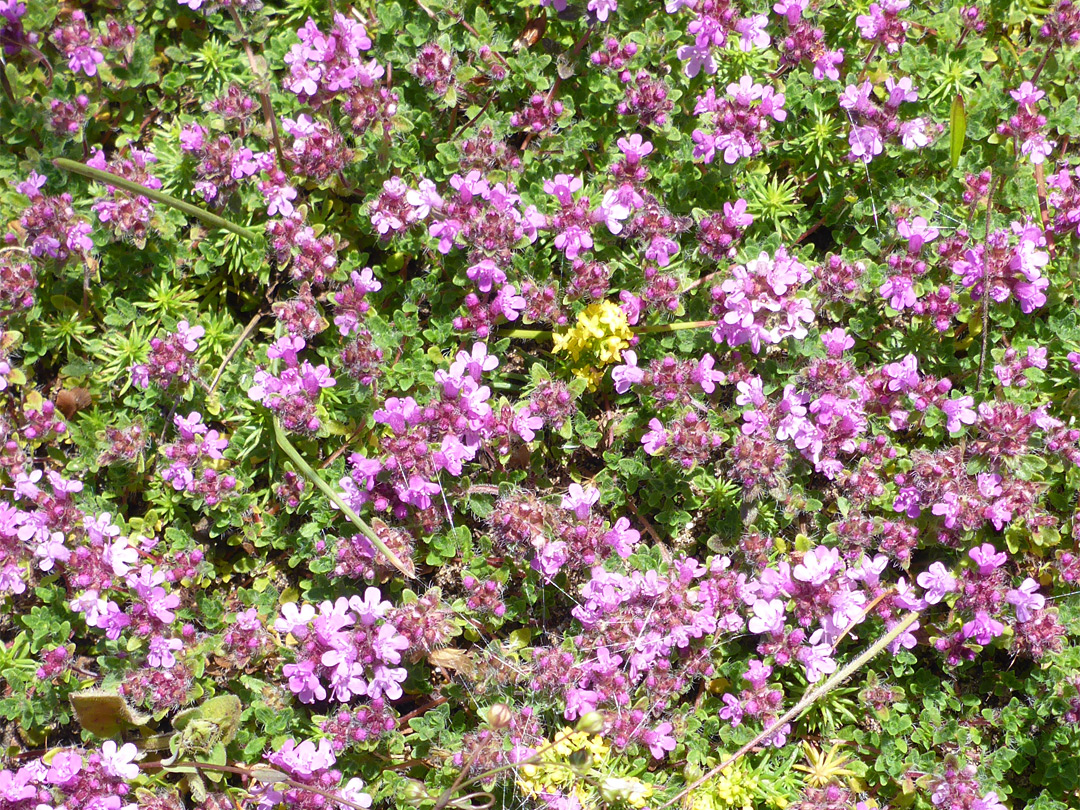 Tiny flowers