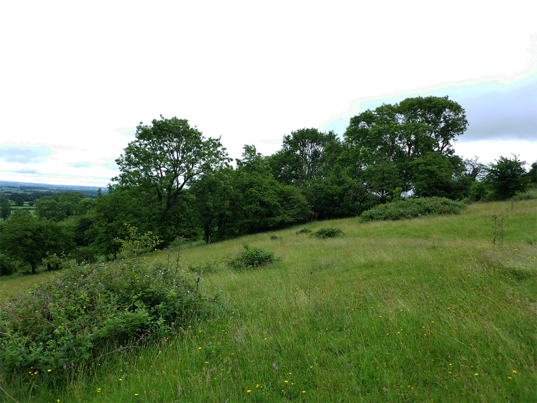 Grassland