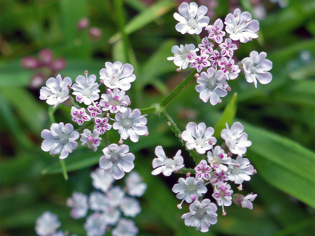 Pinkish-white flowers