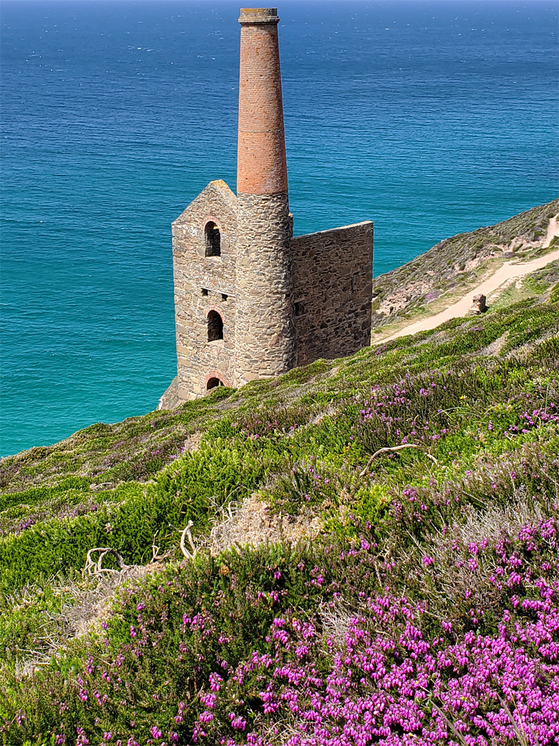 Heather above Towanroath